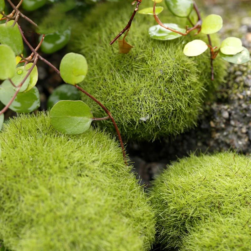 4Pcs Micro Landscape Artificia - Terrarium Moss Art 评论和价格