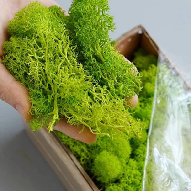 20/40/100g Eternal Life Moss D - Terrarium Moss Art 评论和价格