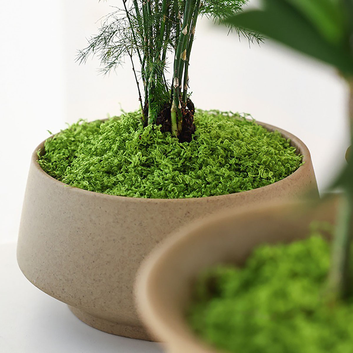 about 20g Artificial Green Pla - Terrarium Moss Art 评论和价格